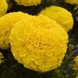 Marigold - Multiple Varieties