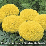 Marigold - Multiple Varieties