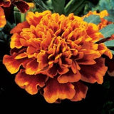 Marigold - Multiple Varieties