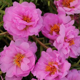 Portulaca