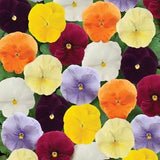 Pansy - Matrix