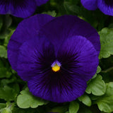 Pansy - Matrix