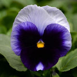 Pansy - Matrix
