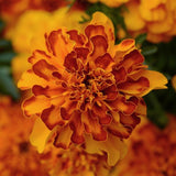 Marigold - Multiple Varieties