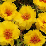 Portulaca