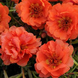 Portulaca