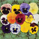 Pansy - Matrix