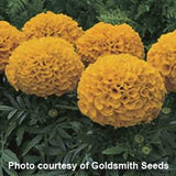Marigold - Multiple Varieties