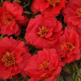 Portulaca