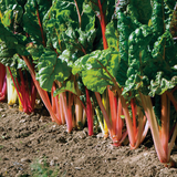 Swiss Chard - Bright Lights