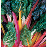Swiss Chard - Bright Lights