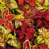 Coleus