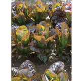 Lettuce - Red Rosie Romaine