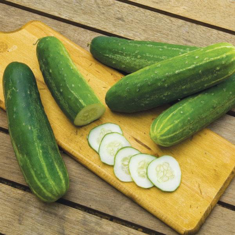 Cucumber - Straight Eight