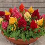 Celosia