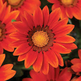 Gazania