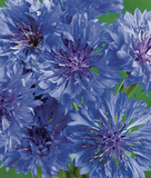 Centaurea (Cornflower)