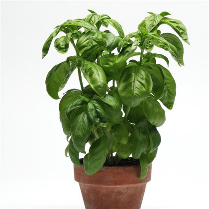Basil