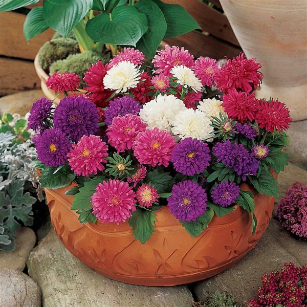 pot and patio mix aster Aster – Marvins Gardens