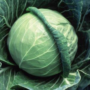 Cabbage - Fast Vantage