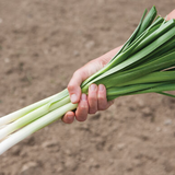 Leeks - King Richard