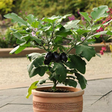 Eggplant - Patio Baby