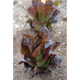 Lettuce - Red Rosie Romaine