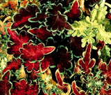 Coleus
