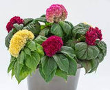 Celosia