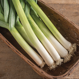 Leeks - King Richard