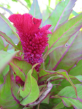 Celosia
