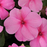 Impatiens