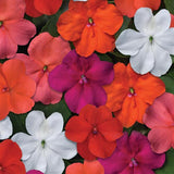 Impatiens