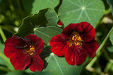 Nasturtium