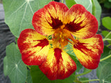 Nasturtium