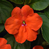 Impatiens