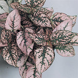 Hypoestes