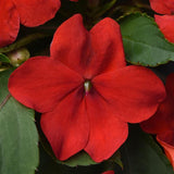 Impatiens