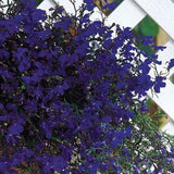 Lobelia
