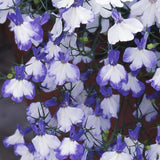 Lobelia