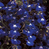 Lobelia