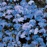 Lobelia
