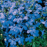 Lobelia
