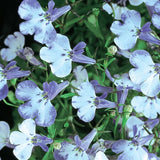 Lobelia