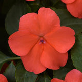 Impatiens