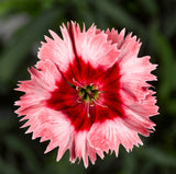 Dianthus
