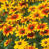 Rudbeckia