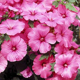 Lavatera