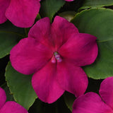 Impatiens