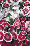 Dianthus